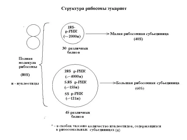 Структура рибосомы эукариот