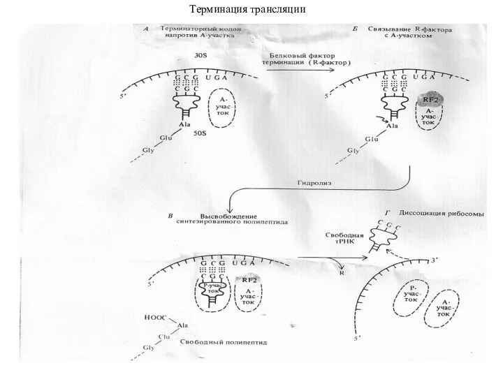 Терминация трансляции