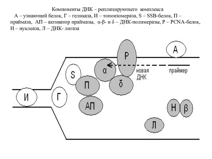 Компоненты ДНК – реплицирующего комплекса А – узнающий белок, Г