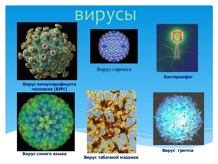 Вирус иммунодефицита человека (ВИЧ) вирусы Вирус герпеса Вирус гриппа Вирус табачной мазаики Вирус синего языка бактериофаг