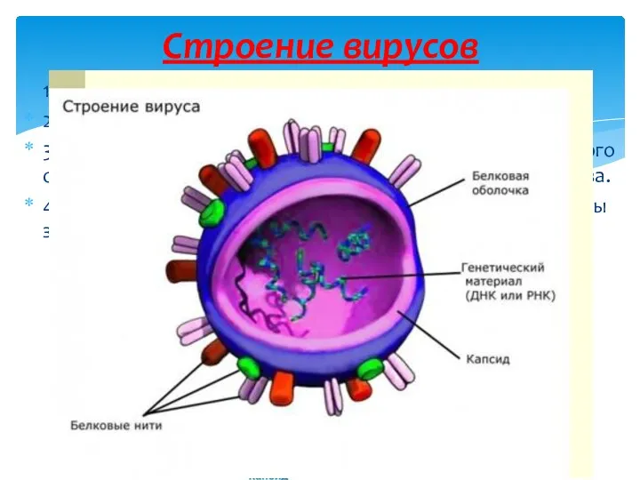 1. Маленькие обитатели нашей планеты 2. Вирусы – это микроорганизмы