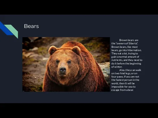 Bears Brown bears are the “owners of Siberia”. Brown bears,