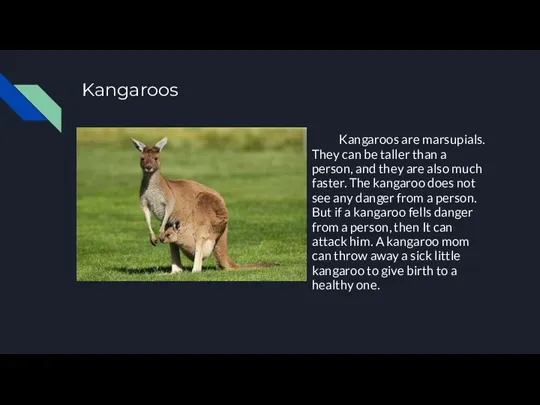 Kangaroos Kangaroos are marsupials. They can be taller than a