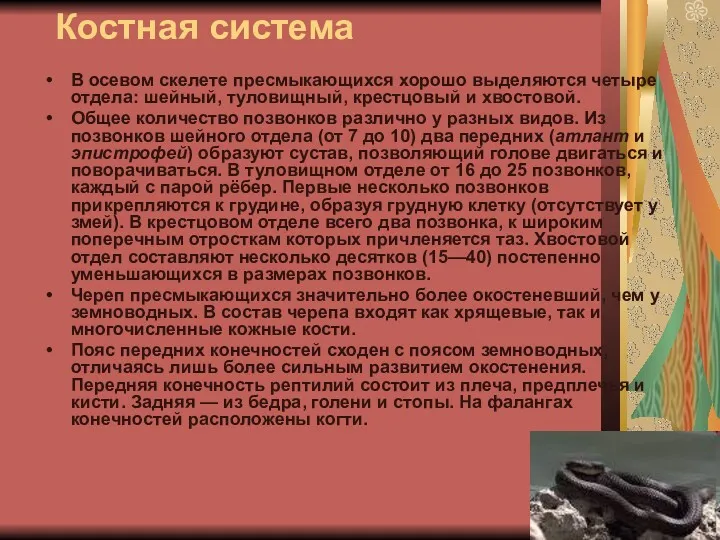 Костная система В осевом скелете пресмыкающихся хорошо выделяются четыре отдела: шейный, туловищный, крестцовый