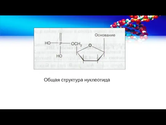 Общая структура нуклеотида