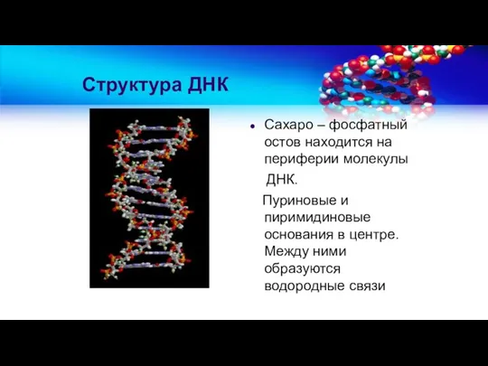 Структура ДНК Сахаро – фосфатный остов находится на периферии молекулы