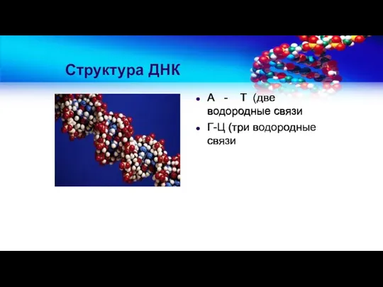 Структура ДНК А - Т (две водородные связи Г-Ц (три