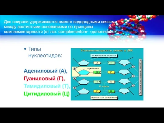 Две спирали удерживаются вместе водородными связями между азотистыми основаниями по