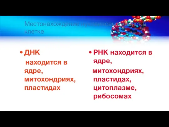 Местонахождение нуклеиновых кислот в клетке ДНК находится в ядре, митохондриях,