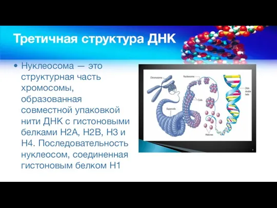 Третичная структура ДНК Нуклеосома — это структурная часть хромосомы, образованная