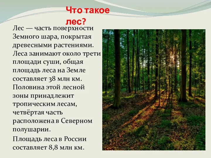 Что такое лес? Лес — часть поверхности Земного шара, покрытая