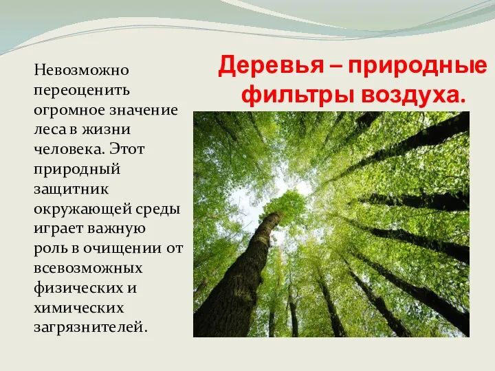 Деревья – природные фильтры воздуха. Невозможно переоценить огромное значение леса