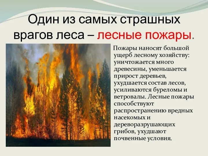 Один из самых страшных врагов леса – лесные пожары. Пожары