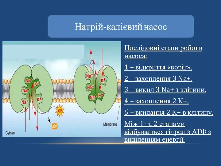 Натрій-калієвий насос Послідовні етапи роботи насоса: 1 – відкриття «воріт»,