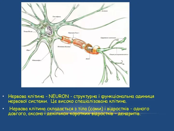 Нервова клітина - NEURON - структурна і функціональна одиниця нервової