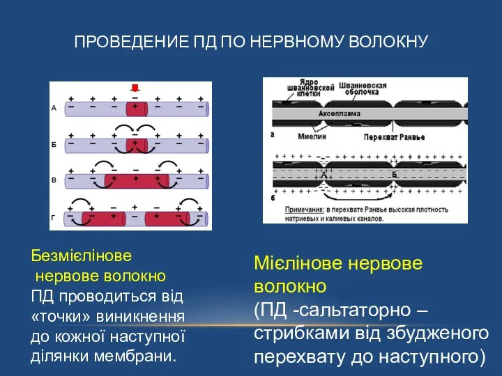 ПРОВЕДЕНИЕ ПД ПО НЕРВНОМУ ВОЛОКНУ Безмієлінове нервове волокно ПД проводиться