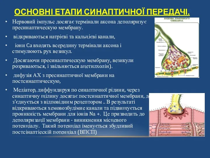 ОСНОВНІ ЕТАПИ СИНАПТИЧНОЇ ПЕРЕДАЧІ. Нервовий імпульс досягає термінали аксона деполяризує