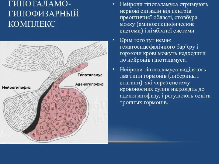 ГИПОТАЛАМО-ГИПОФИЗАРНЫЙ КОМПЛЕКС Нейрони гіпоталамуса отримують нервові сигнали від центрів: преоптичної