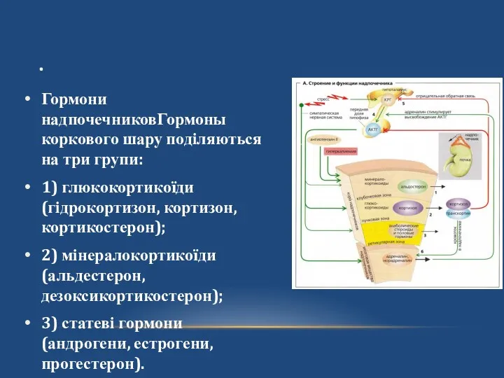 . Гормони надпочечниковГормоны коркового шару поділяються на три групи: 1)