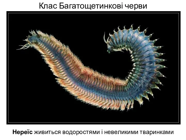 Клас Багатощетинкові черви Нереїс живиться водоростями і невеликими тваринками