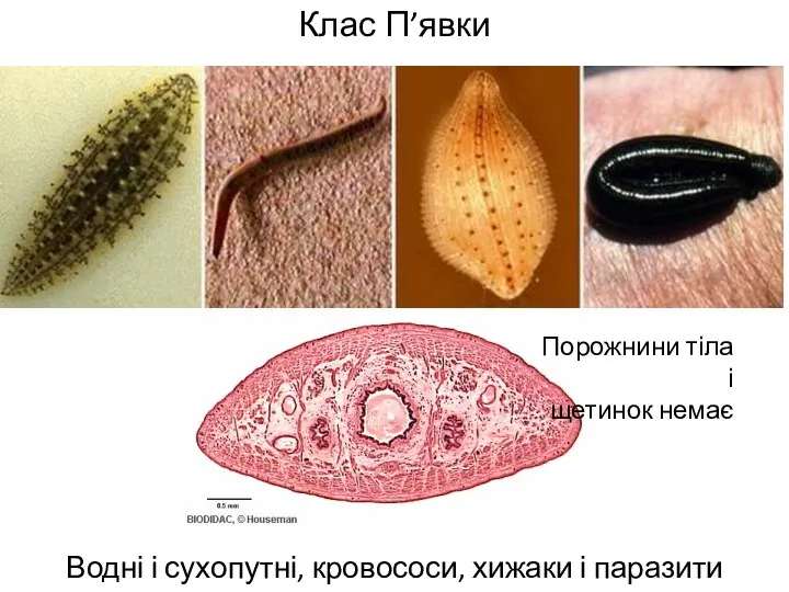 Клас П’явки Водні і сухопутні, кровососи, хижаки і паразити Порожнини тіла і щетинок немає