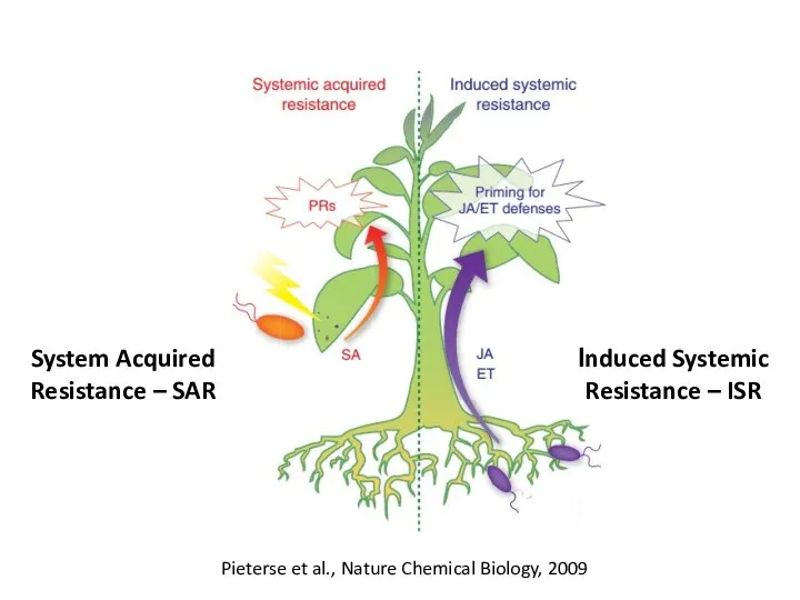 Іnduced Systemic Resistance – ISR System Acquired Resistance – SAR Pieterse et al.,