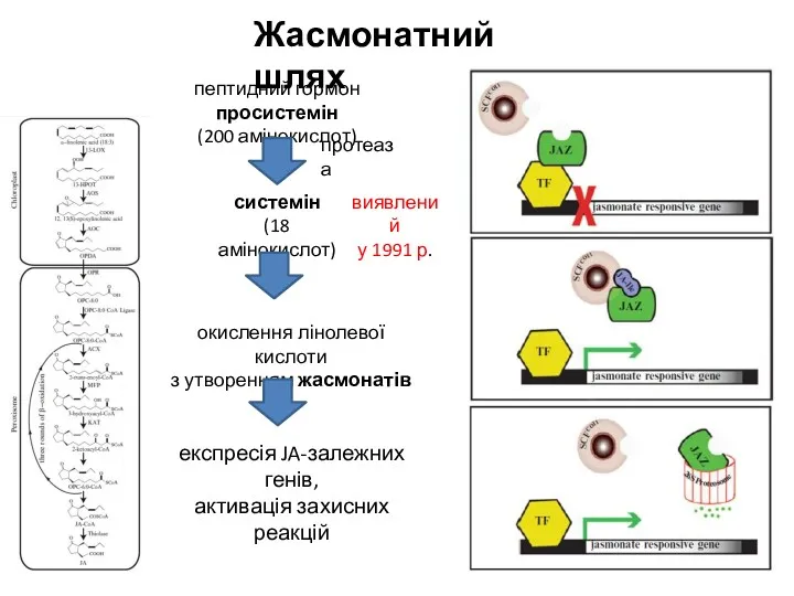 Жасмонатний шлях пептидний гормон просистемін (200 амінокислот) системін (18 амінокислот) окислення лінолевої кислоти