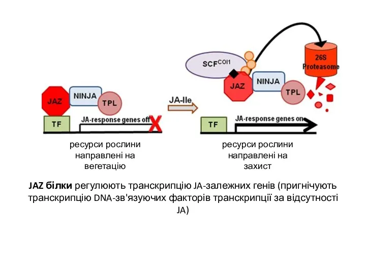JAZ білки регулюють транскрипцію JA-залежних генів (пригнічують транскрипцію DNA-зв'язуючих факторів транскрипції за відсутності JA) JA-isoleucine
