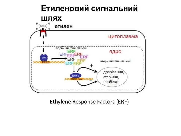 Етиленовий сигнальний шлях Ethylene Response Factors (ERF)