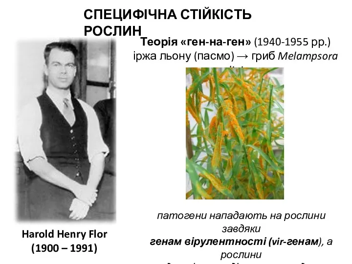 Harold Henry Flor (1900 – 1991) СПЕЦИФІЧНА СТІЙКІСТЬ РОСЛИН Теорія «ген-на-ген» (1940-1955 рр.)