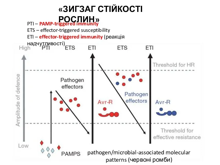 pathogen/microbial-associated molecular patterns (червоні ромби) PTI – PAMP-triggered immunity ETS – effector-triggered susceptibility
