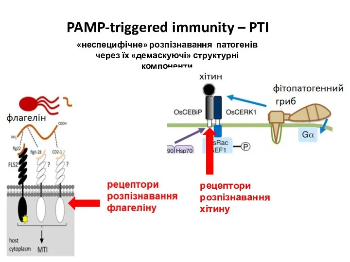 «неспецифічне» розпізнавання патогенів через їх «демаскуючі» структурні компоненти PAMP-triggered immunity – PTI