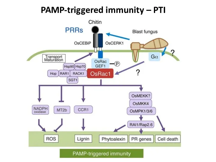 PAMP-triggered immunity – PTI