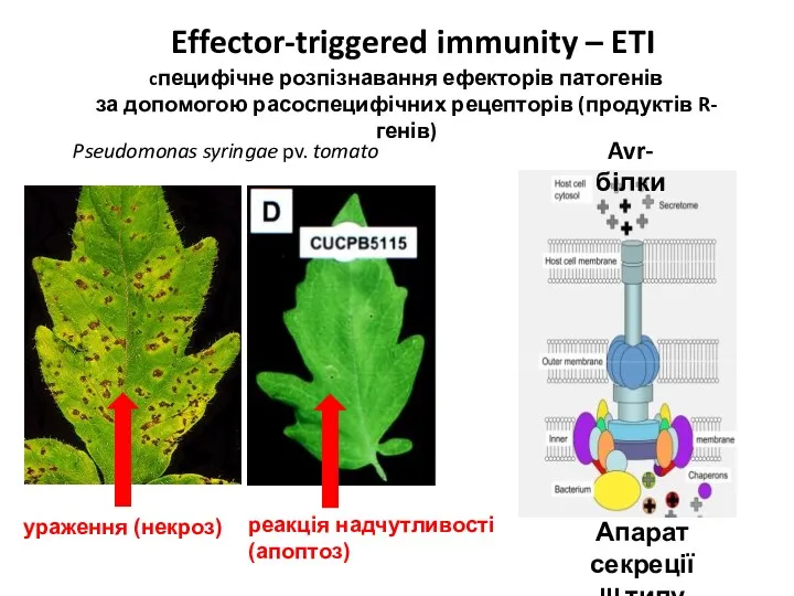 Effector-triggered immunity – ETI cпецифічне розпізнавання ефекторів патогенів за допомогою расоспецифічних рецепторів (продуктів