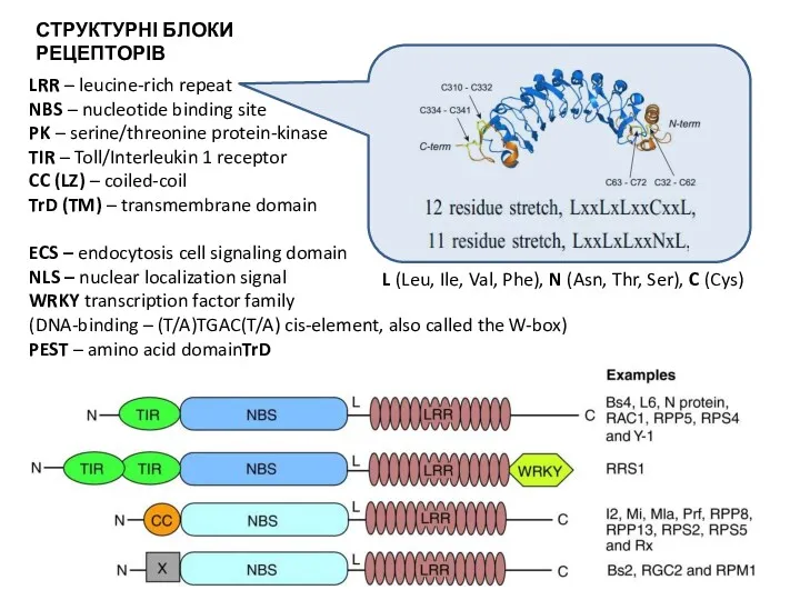 LRR – leucine-rich repeat NBS – nucleotide binding site PK – serine/threonine protein-kinase