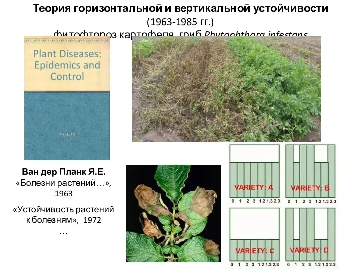 Теория горизонтальной и вертикальной устойчивости (1963-1985 гг.) фитофтороз картофеля, гриб Phytophthora infestans Ван