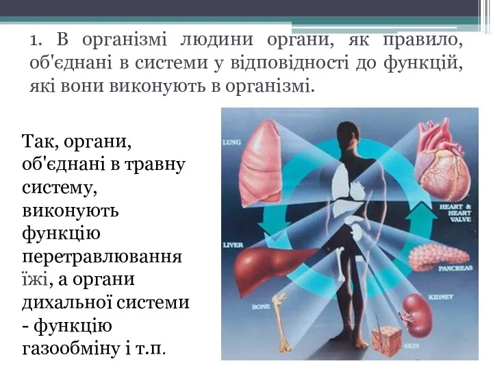 1. В організмі людини органи, як правило, об'єднані в системи