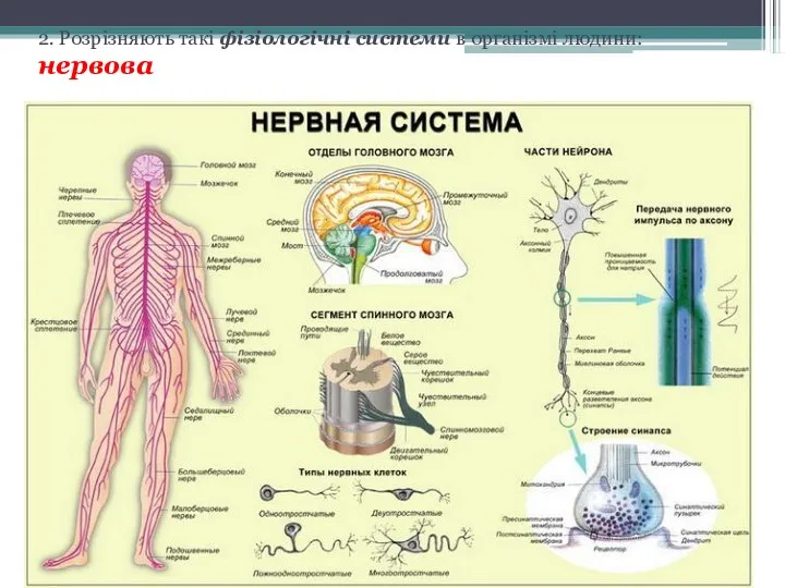 2. Розрізняють такі фізіологічні системи в організмі людини: нервова