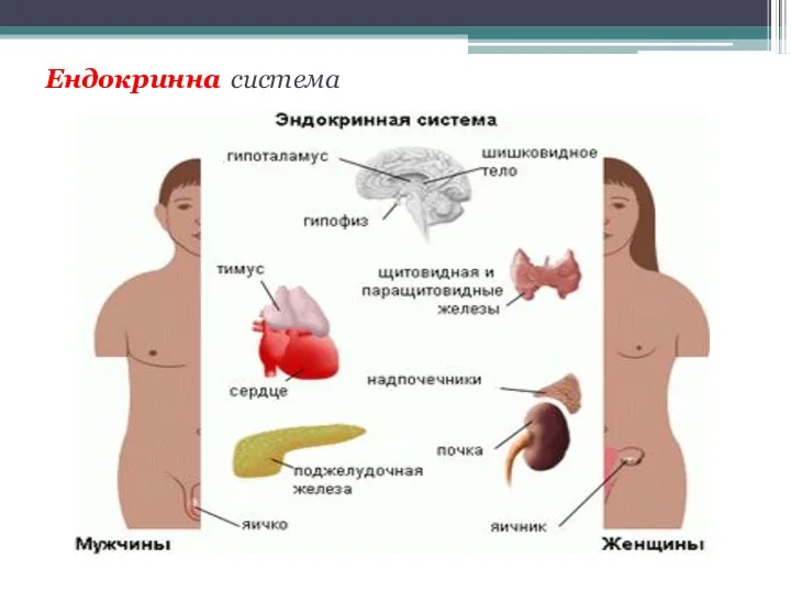 Ендокринна система