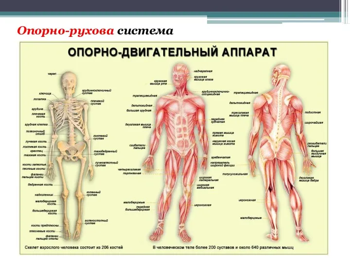 Опорно-рухова система