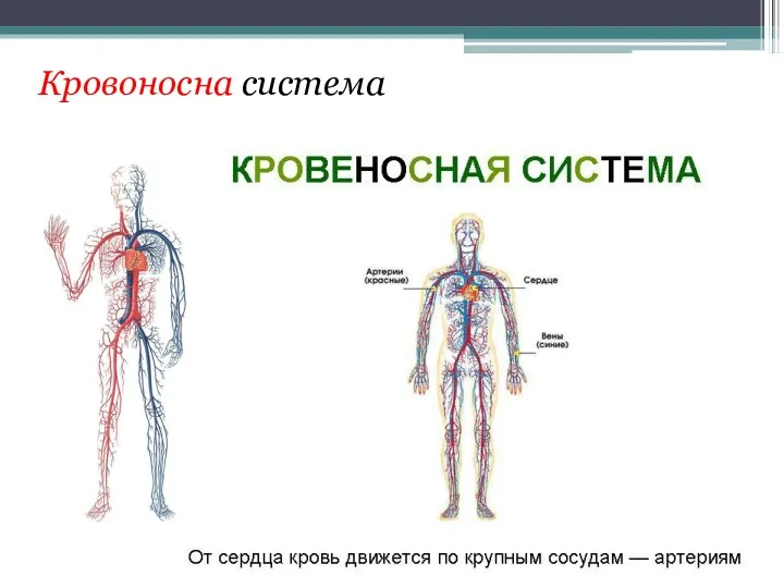 Кровоносна система