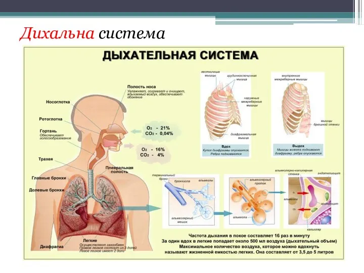 Дихальна система