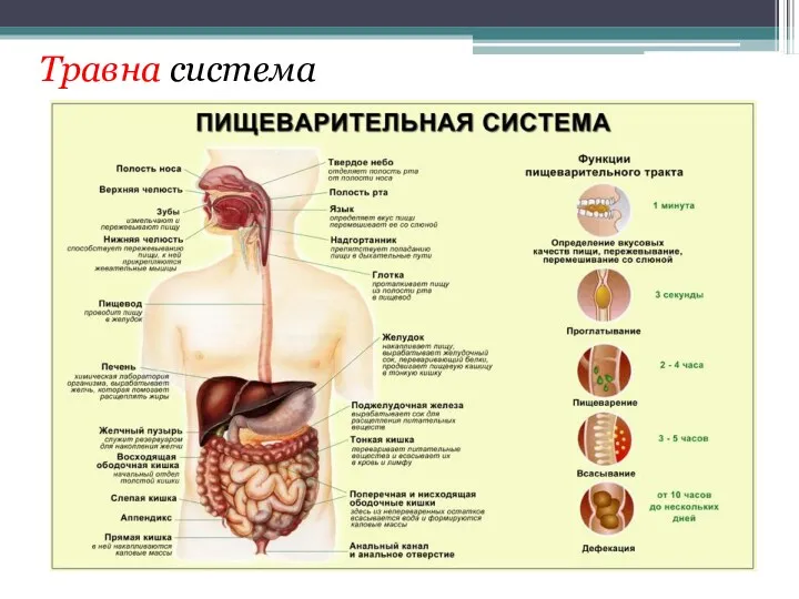 Травна система