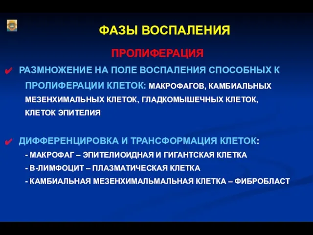 ФАЗЫ ВОСПАЛЕНИЯ ПРОЛИФЕРАЦИЯ РАЗМНОЖЕНИЕ НА ПОЛЕ ВОСПАЛЕНИЯ СПОСОБНЫХ К ПРОЛИФЕРАЦИИ