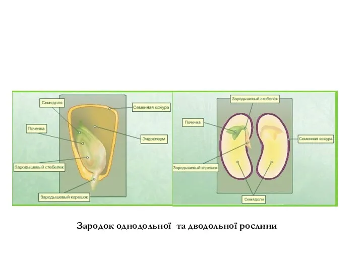 Зародок однодольної та дводольної рослини