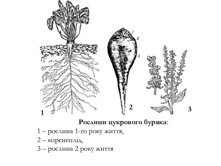 Рослини цукрового буряка: 1 – рослина 1-го року життя, 2