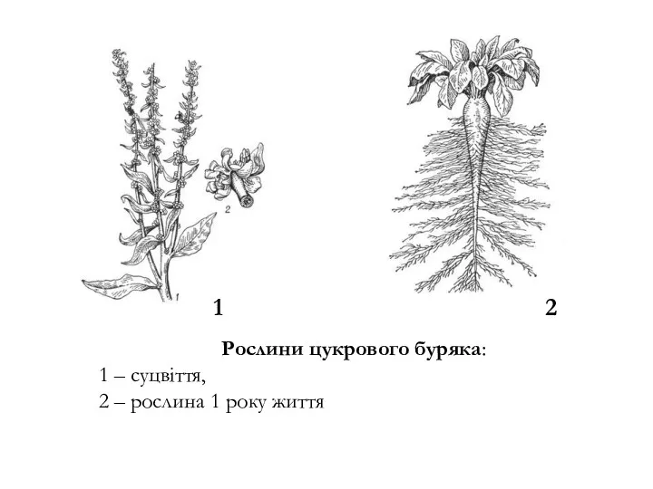 Рослини цукрового буряка: 1 – суцвіття, 2 – рослина 1 року життя 1 2