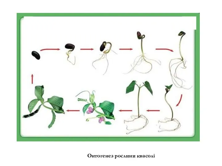 Онтогенез рослини квасолі