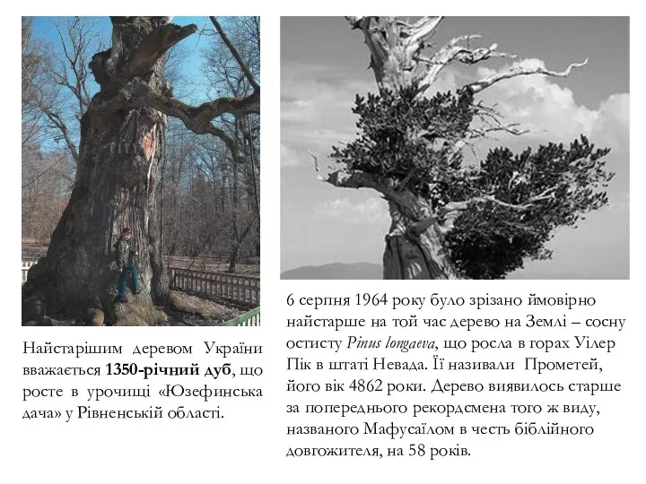 Найстарішим деревом України вважається 1350-річний дуб, що росте в урочищі