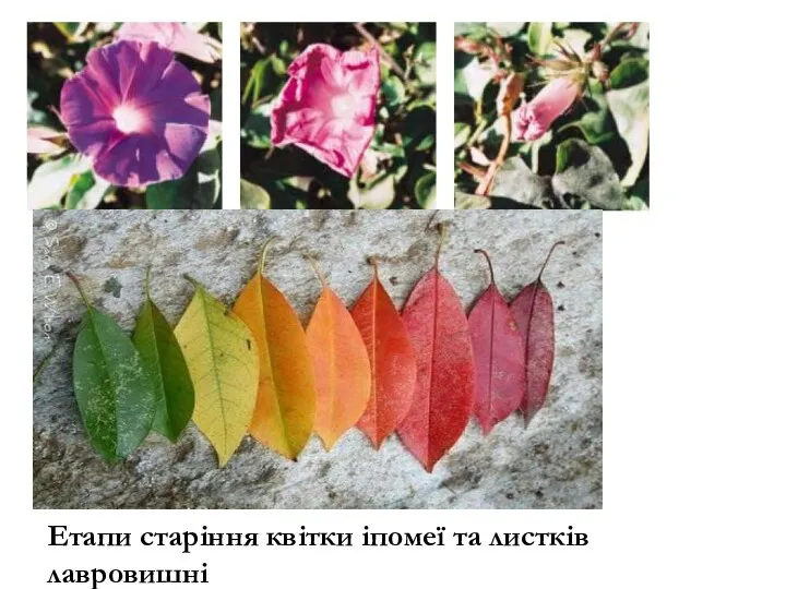 Етапи старіння квітки іпомеї та листків лавровишні